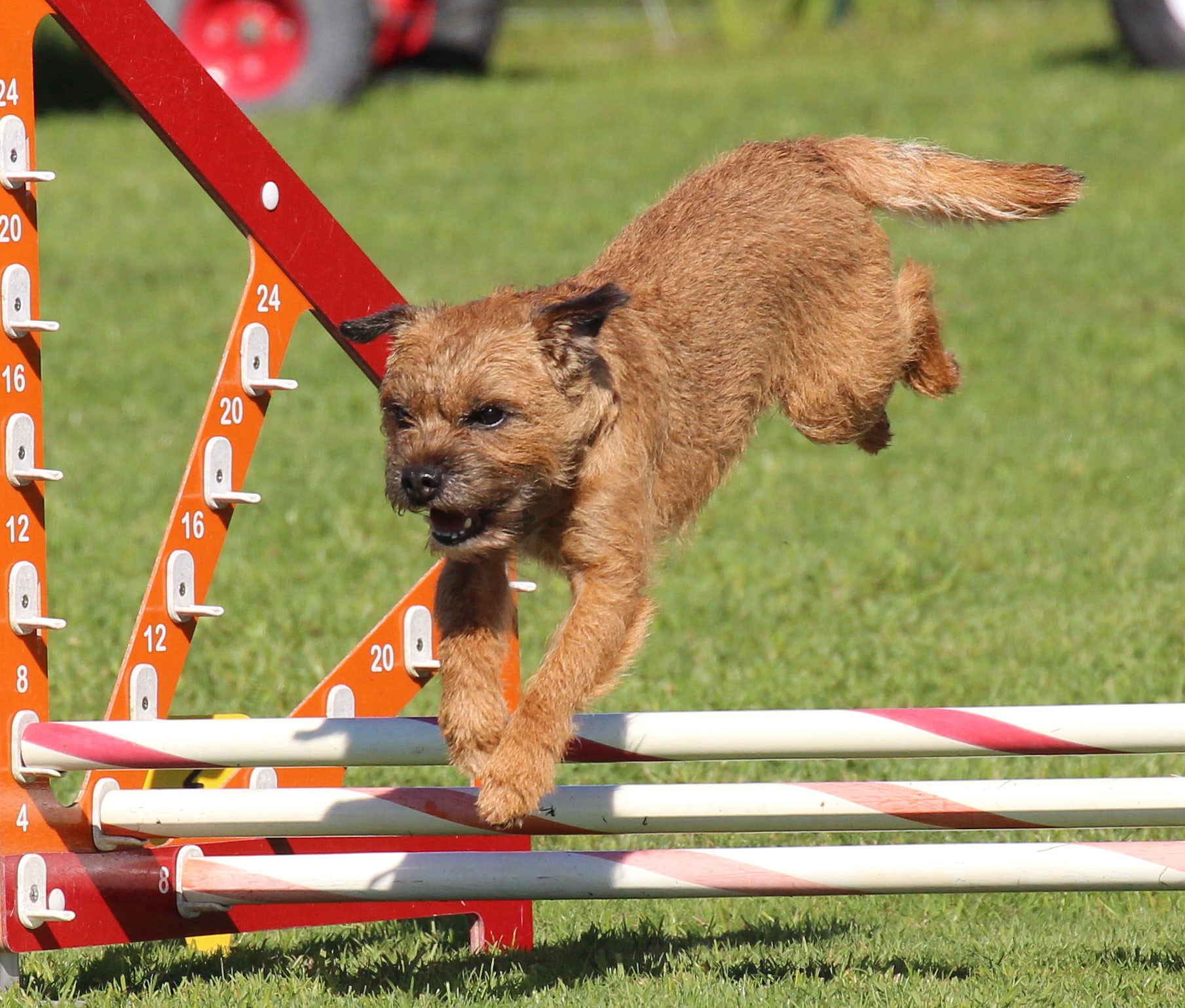 Border Terrier For Agility Border Terrier For Agility